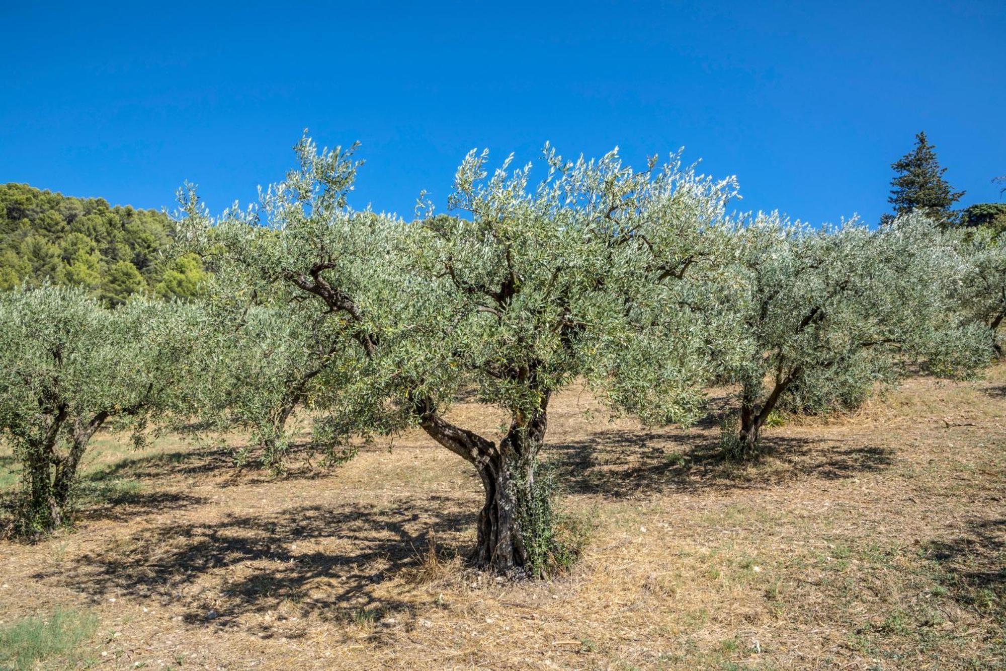 Maison Tendance Avec Jardin, Centre Village, Alpilles, Familles Eyragues Luaran gambar